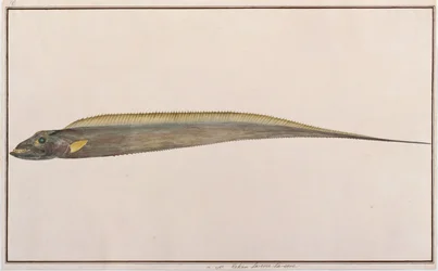 Großkopf-Haarfisch, aus Zeichnungen von Fischen von Malakka, ca. 1805-18